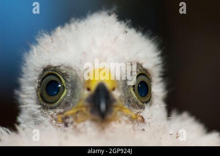 Küken von eurasischen Sperber Accipiter nisus granti. Der Nublo Rural Park. Tejeda. Gran Canaria. Kanarische Inseln. Spanien. Stockfoto