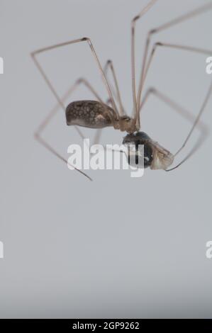 Harvestman wickelt eine Wespe in Seide. Cruz de Pajonales. Tejeda. Gran Canaria. Kanarische Inseln. Spanien. Stockfoto
