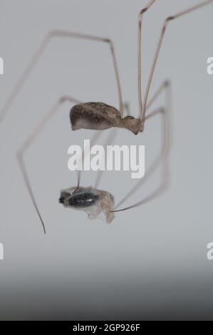 Harvestman wickelt eine Wespe in Seide. Cruz de Pajonales. Tejeda. Gran Canaria. Kanarische Inseln. Spanien. Stockfoto