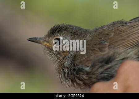 Jungtier-Rotkehlchen Erithacus rubecula für die Bänderung gefangen. Integral Natural Reserve von Inagua. Tejeda. Gran Canaria. Kanarische Inseln. Spanien. Stockfoto