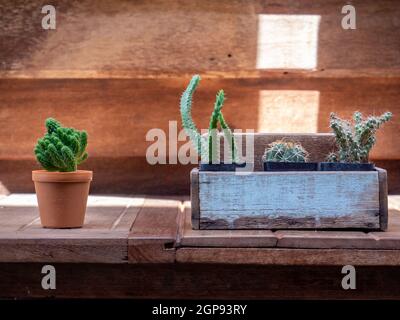 Kaktus in Holztöpfen auf dem Holztisch platziert Stockfoto