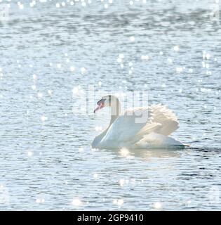 Auffälliger stummer Schwan (Cygnus olor), der mit glitzerndem Sonnenlicht und hoch getragene Flügel schwimmt. Speicherplatz kopieren. Stockfoto