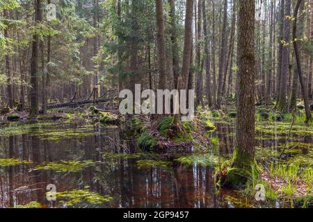 Frühling erle - Wald mit Wasser bog überschwemmten Bäume, Wald Bialowieza, Polen, Europa Stockfoto