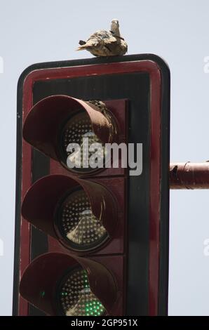 Eurasische Halstaube Streptopelia decaocto, die auf einer Ampel ruht. Aguimes. Gran Canaria. Kanarische Inseln. Spanien. Stockfoto