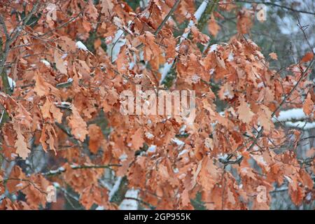 Trockene, vom Schnee bedeckte Eichenblätter auf dem Ast des Baumes. Der Herbst kommt im Wald. Herbstgelbe Blätter auf Eiche. Der erste Schnee seit einem Jahr Stockfoto