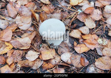 Weißer Pilz von Lycoperdon wächst zwischen trocken gefallenen Blättern im Wald. Pilz in Holz. Wildpilze Lycoperdon perlatum. Gewöhnlicher Puffball wächst Stockfoto