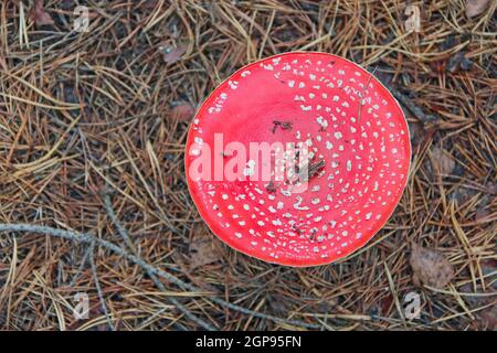 Schöne Pilze mit großen roten Mützen fliegen im Wald agarisch. Zwei Fliegenpilze wachsen im Wald. Blick von oben. Oberfläche des Vergiftens Stockfoto