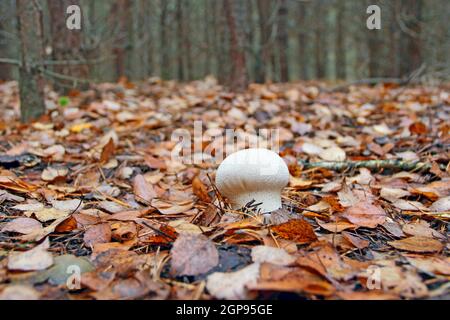 Weißer Pilz von Lycoperdon wächst zwischen trocken gefallenen Blättern im Wald. Pilz in Holz. Wildpilze Lycoperdon perlatum. Gewöhnlicher Puffball wächst Stockfoto