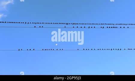 Viele Vögel sitzen auf Drähten, bevor sie in warme Länder fliegen. Vogelreihe, die auf elektrischen Drähten vor dem Hintergrund des blauen Himmels und des Mondes sitzt. Himmlisch Stockfoto