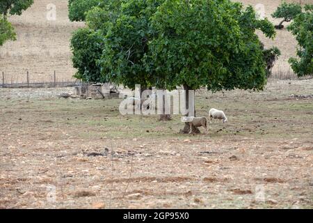 Schaf stehend Stockfoto