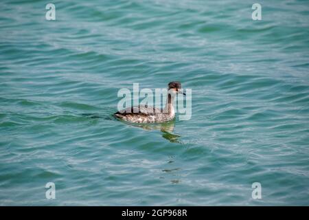 Wasservögel in Meerwasser. Im Meer Vogel. Stockfoto