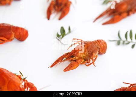 Mehrere gekochte Languste isoliert auf Weiss. Ansicht von oben. Flach. Stockfoto