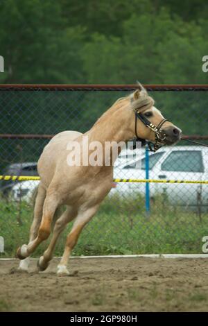 Hellbraunes Pferd galoppiert im Fahrerlager. Es gibt einen Zaumzeug auf dem Pferd. Stockfoto