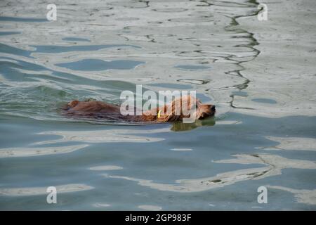 Der Hund ist schwimmen im Wasser mit einem Stock in den Mund, mit dem es für seinen Besitzer. Stockfoto