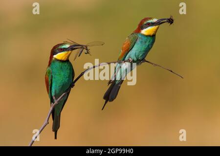Zwei europäische Bienenfresser, merops apiaster, mit einem Schnabel, der auf einem Zweig in der Sommernatur sitzt. Paar wilde bunte Vögel halten Libelle und Stockfoto
