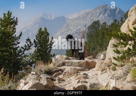 Hund (Gordon Setter) beim Wandern auf dem Mono Pass Bergpfad in den östlichen Sierra Nevada Bergen, Kalifornien, USA Stockfoto