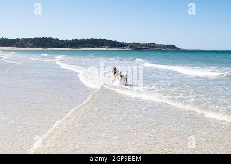 Malamute oder Husky-Hund spielen im Sommer in den Wellen eines großen Strandes in der Bretagne Stockfoto