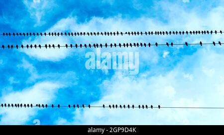 Viele Vögel sitzen auf Drähten, bevor sie in warme Länder fliegen.Vogelreihe, die auf elektrischen Drähten gegen Wolken sitzt. Himmlische Landschaft mit Vögeln Stockfoto