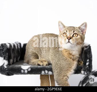 Grau reinrassige Kätzchen Schottische gerade Chinchilla liegt auf weißem Hintergrund, die Katze ruht Stockfoto