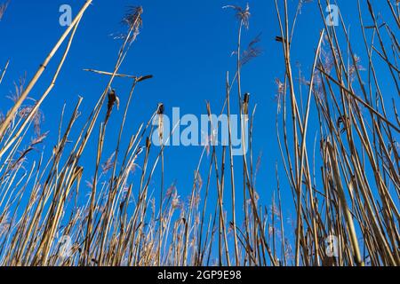 Phragmites australis (Schilf) gegen einen blauen Himmel. Stockfoto