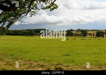 Landschaft der wunderschönen Landschaft mit Wiesen und Bäumen und eine Herde zu Weiden im hellen Licht und bewölktem Himmel Stockfoto