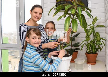 Die Familie transplantierte Zimmerpflanzen und schaute freudig in den Rahmen. Stockfoto