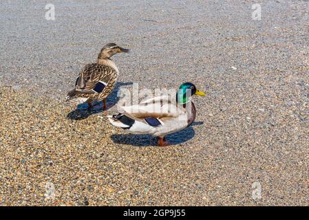 Mallard Ducks am Ufer des Comer Sees in Italien Stockfoto