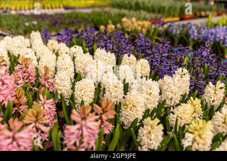 Großes Blumenbeet mit mehrfarbigen Hyazinthen im Gewächshaus Stockfoto