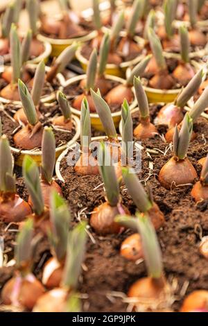 Tulpenbirnen sprießen in Pflanzenkübel, Blumenzwiebeln in Töpfen gepflanzt Stockfoto