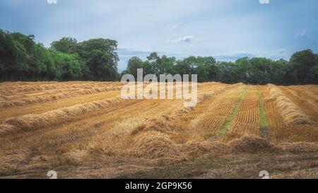 Goldene Reihen von geschnittenem Weizen auf einem Feld nach der Ernte mit grünen Bäumen und blauem Himmel im Hintergrund, Irland. Klassische Bildtechnik mit weichem Fokus Stockfoto