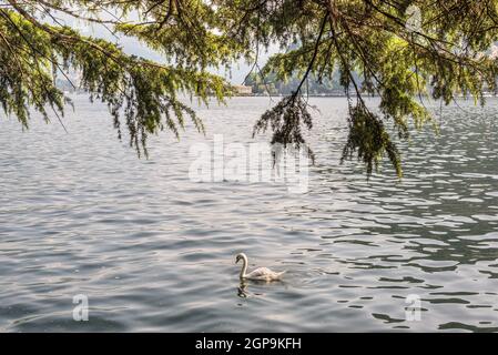 Blick auf den Comer See von den Ufern von Como Italien mit einem Zweig über dem Wasser hängen. Im Vordergrund schwebt ein Schwan. Stockfoto