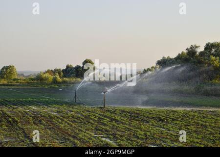 Bewässerungssystem im Bereich von Melonen. Bewässerung der Felder. Sprinkler. Stockfoto