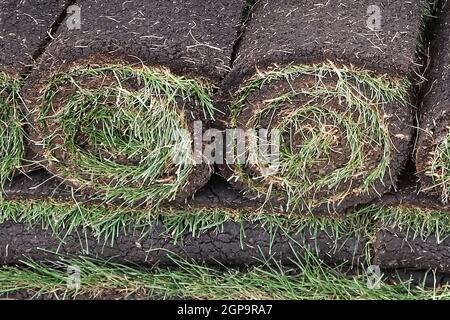 Rollen von neuem Gras auf einem Haufen. Stockfoto