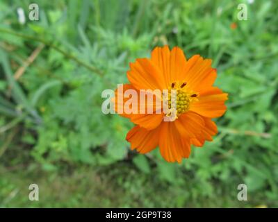 Schöne natürlich gefärbte Blumen verschiedene frische leuchtende Aromaten Stockfoto