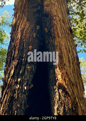 Unzählige Cicada exoskelletons, die an einem Baum befestigt sind Stockfoto
