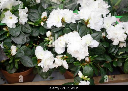 Blüten von Hybrid-weißen azalia Kermesina Alba oder Rhododendron simsii. Weiße azalienblüte. Frühlingspflanzen Stockfoto