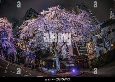 Wolkenkratzer von Shinjuku und write-up Kirsche. Aufnahmeort: Metropolregion Tokio Stockfoto