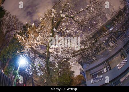 Kirschblüten im Inokashira Park. Drehort: Mitaka City, Tokio Stockfoto