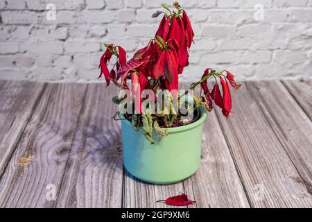 Verwelkte rote Weihnachtssterne in einem Blumentopf, der auf einem Tisch stand Stockfoto