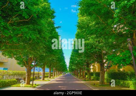 Ginkgo von Bäumen gesäumte Straßen von frischem Grün (Akishima). Drehort: Tokyo Akishima Stockfoto