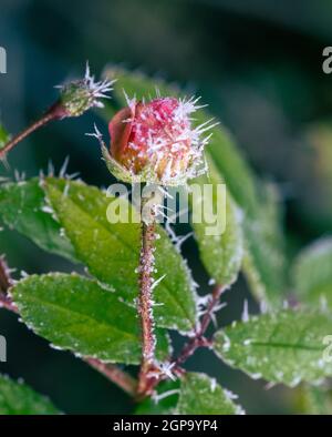 Makro einer mattierten Rosenblüte mit Eiskristallen Stockfoto