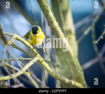 Nahaufnahme eines männlichen Sisinvogels, der auf der Laube eines Baumes sitzt Stockfoto