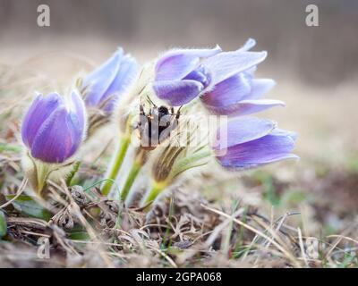 Bescheidene Biene auf Pasque Blume im Frühjahr Stockfoto