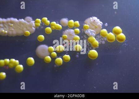 Makroansicht von Bakterien und Bäckerhefekolonien. Stockfoto