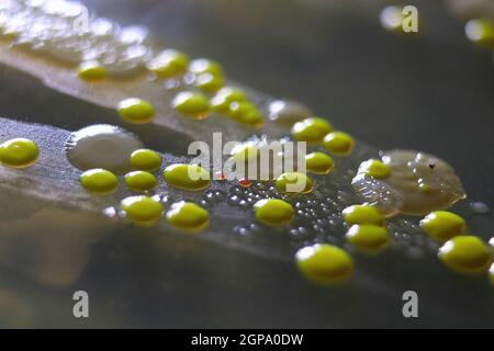 Makroansicht von Bakterien und Bäckerhefekolonien. Stockfoto