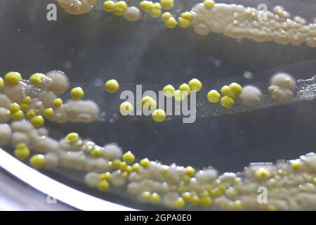 Makroansicht von Bakterien und Bäckerhefekolonien. Stockfoto