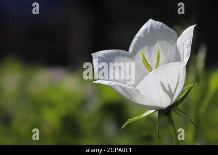 Schatten einer Glockenblume Stigma Silhouette durch Blütenblätter. Stockfoto