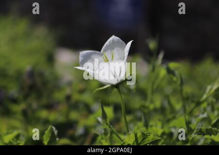 Schatten einer Glockenblume Stigma Silhouette durch Blütenblätter. Stockfoto