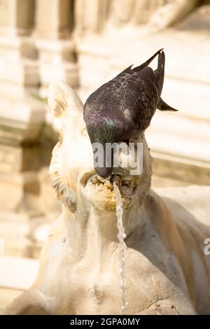 Taubenwasser aus einem dekorativen Brunnen in Siena. Italien Stockfoto