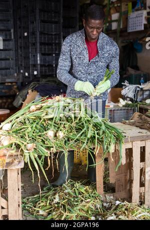 afroamerikanischer Mann schält Zwiebeln auf einer Farm Stockfoto